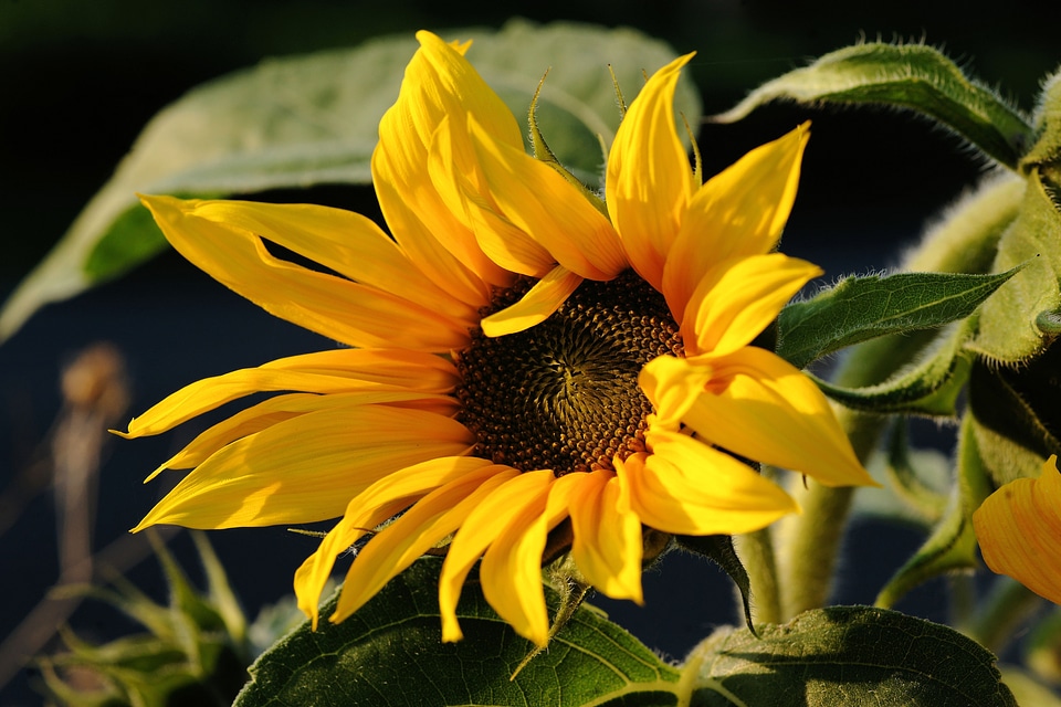 Close up nature bright