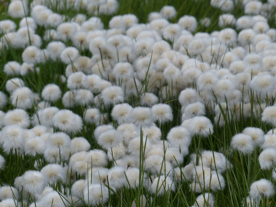 Cyperaceae alpine cottongrass cottongrass