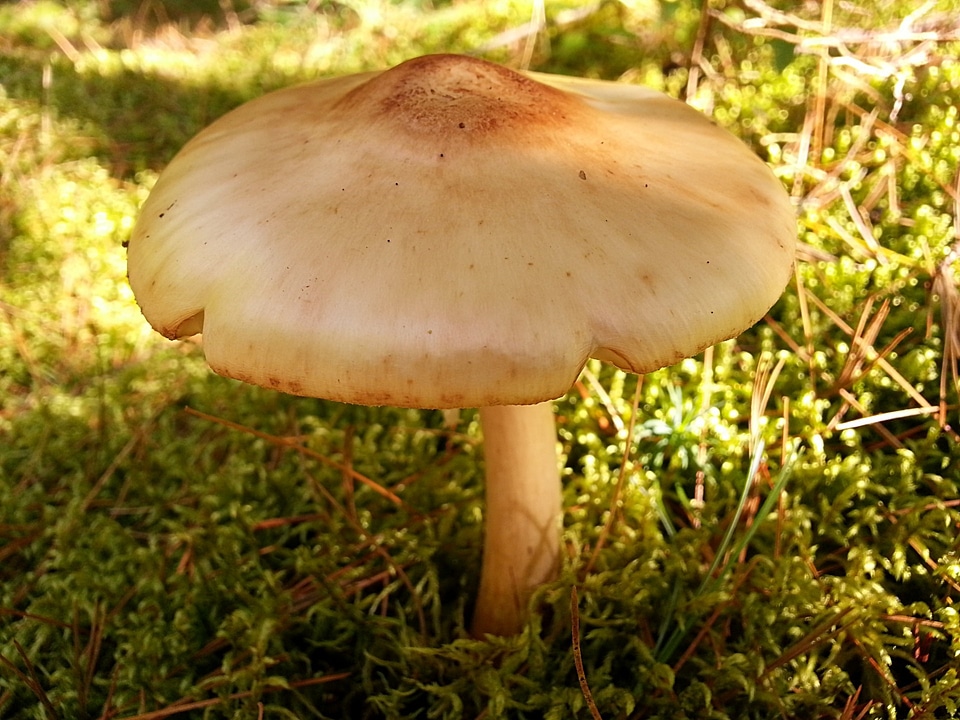Wood ground fungus