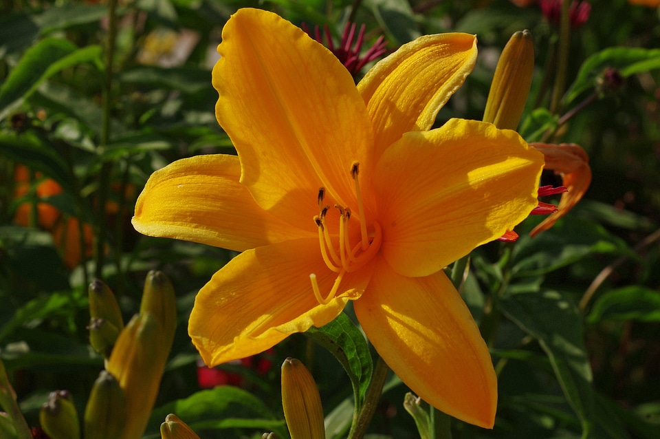 Flower orange plant