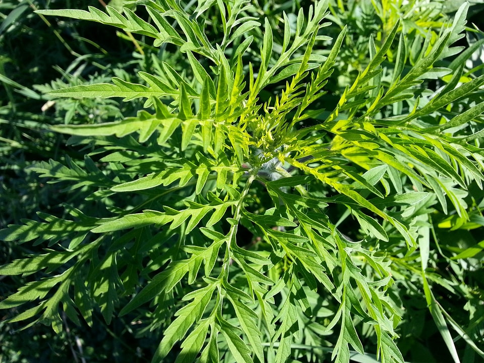 Allergy pollen plant