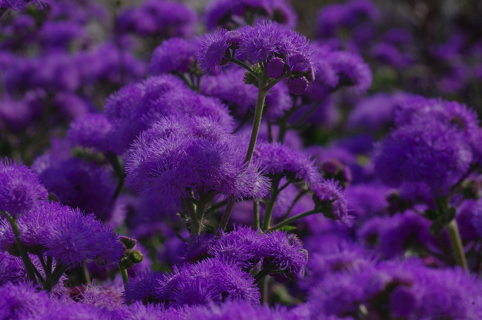Blue violet plant