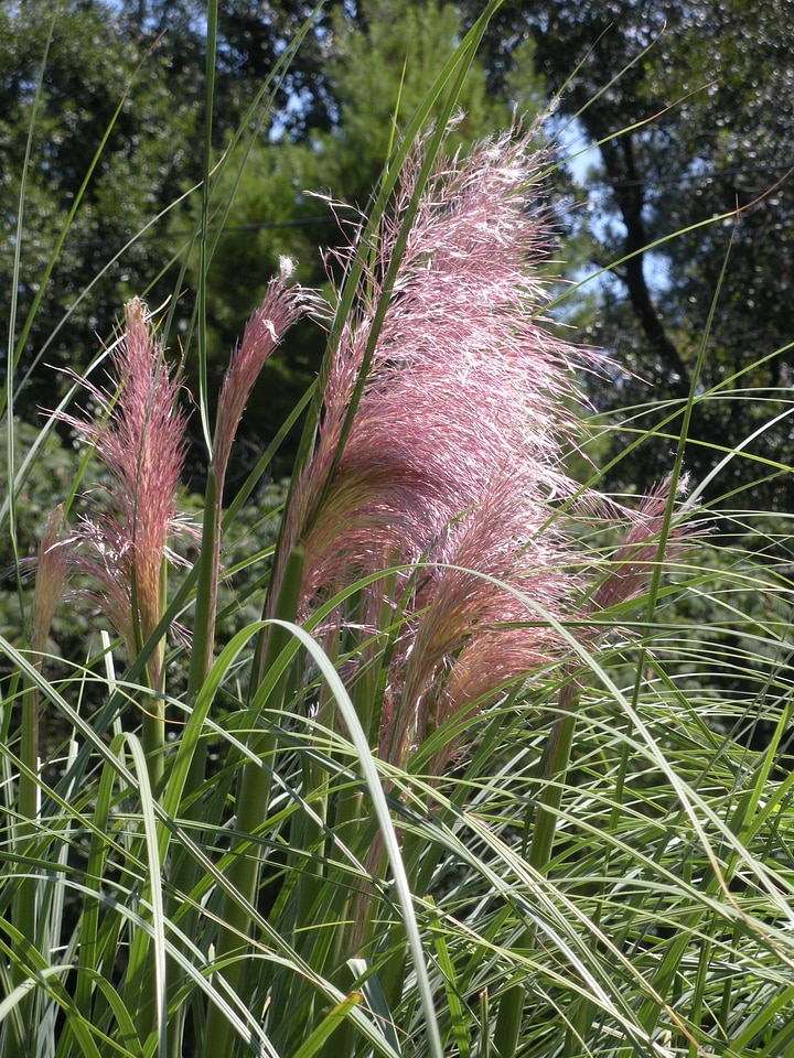Landscape plant natural