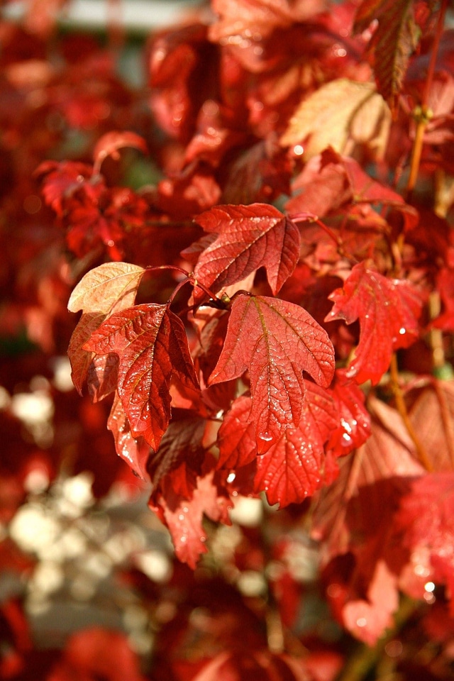 Nature branches sheet