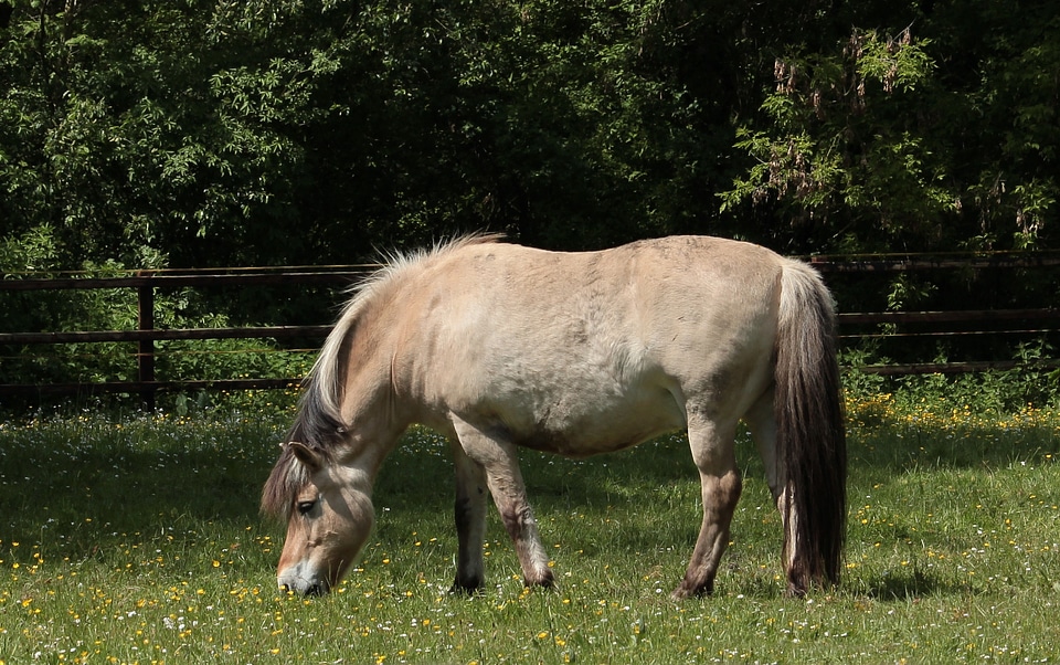 Mount on the meadow animals