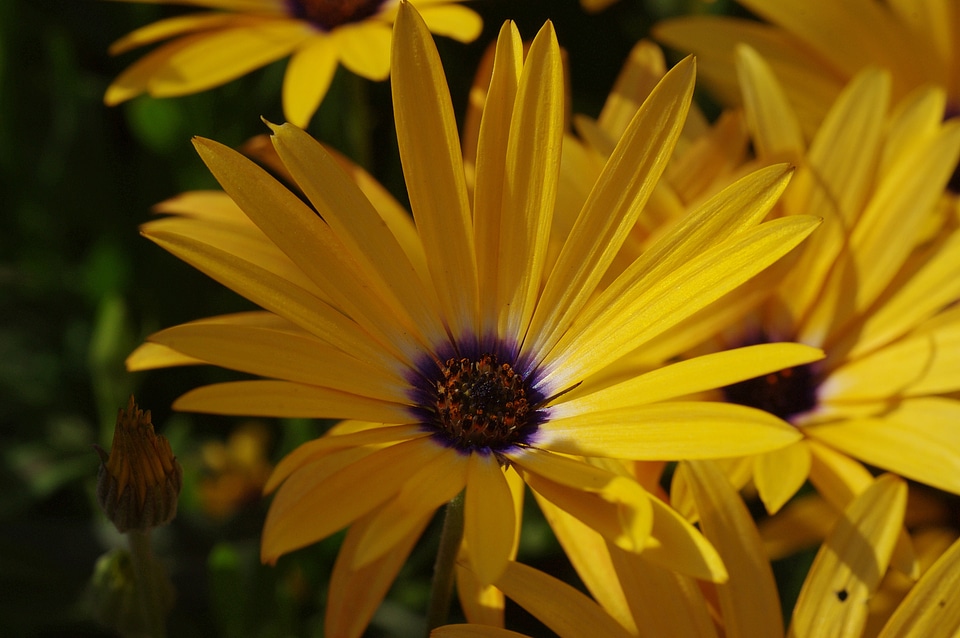 Yellow plant bloom photo