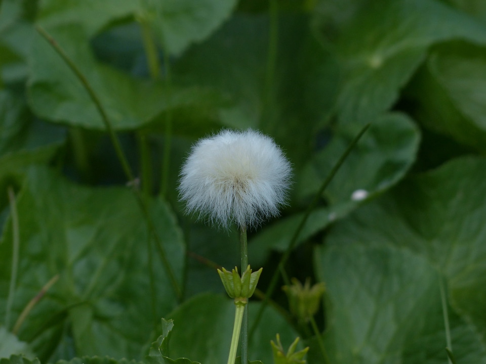 Cyperaceae alpine cottongrass cottongrass
