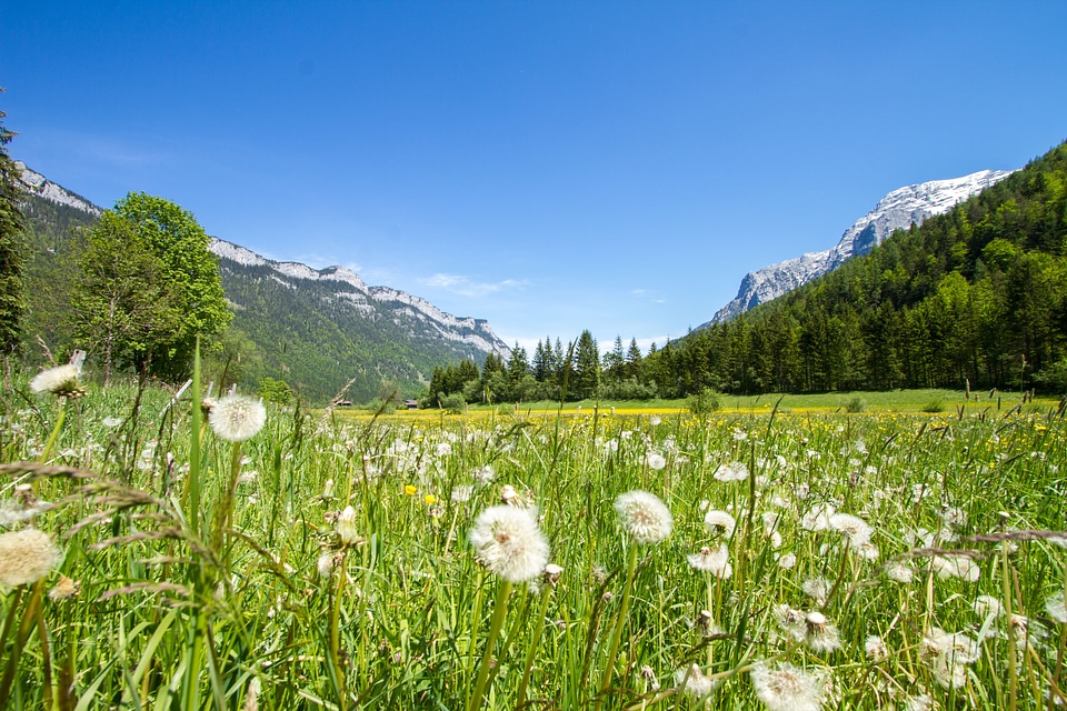 Dandelion relax landscape