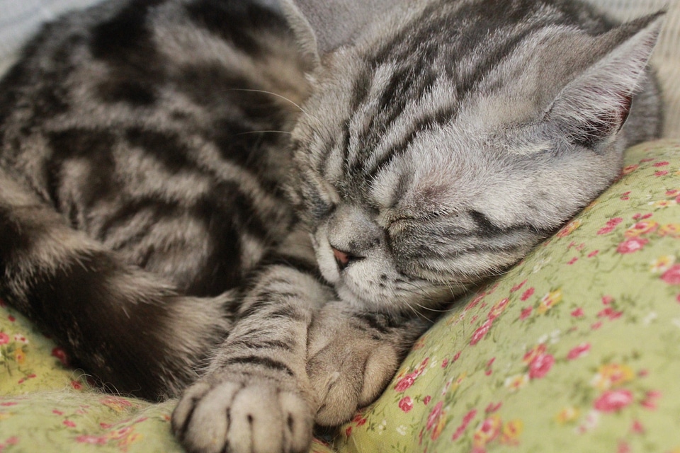 Sleep feline kitten