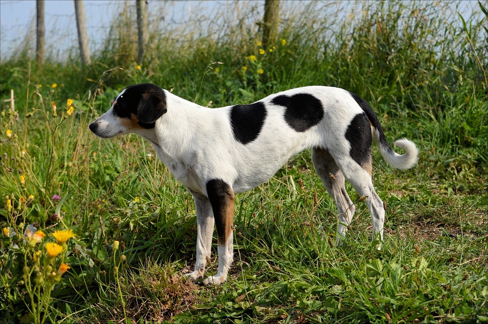Puppy doggy black