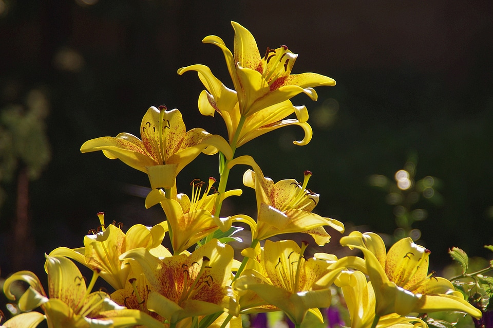 Flower yellow plant