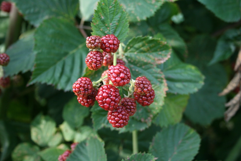 Fruits leaves fruit