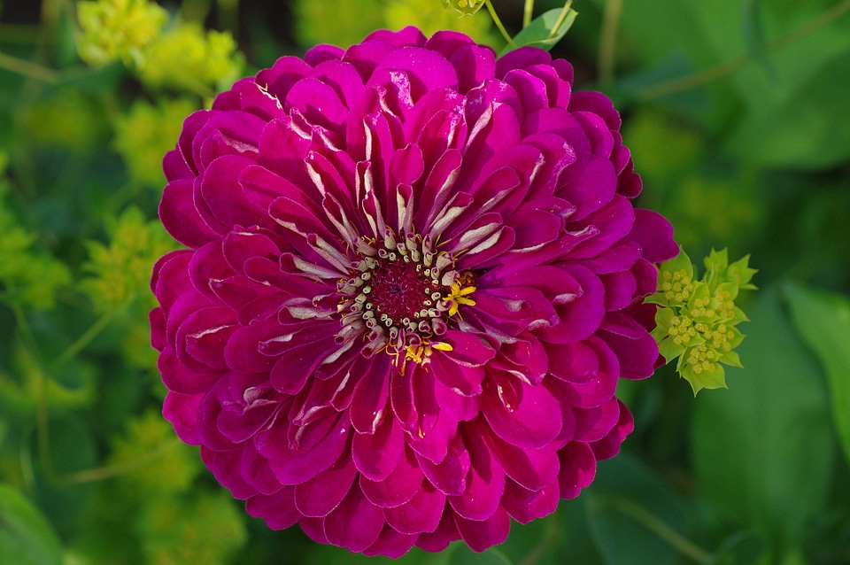 Pink plant bloom photo