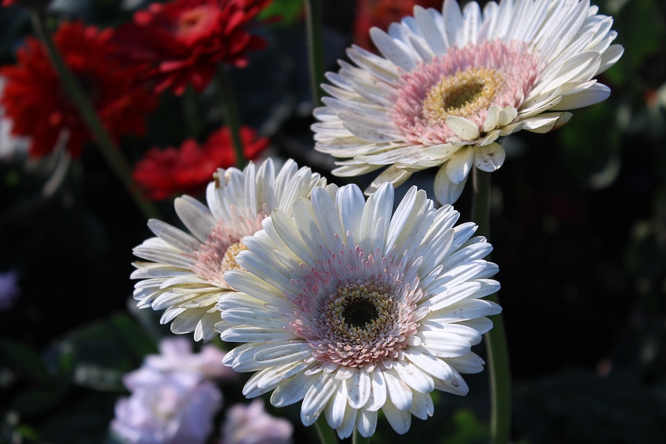 Blossoms blooms blooming