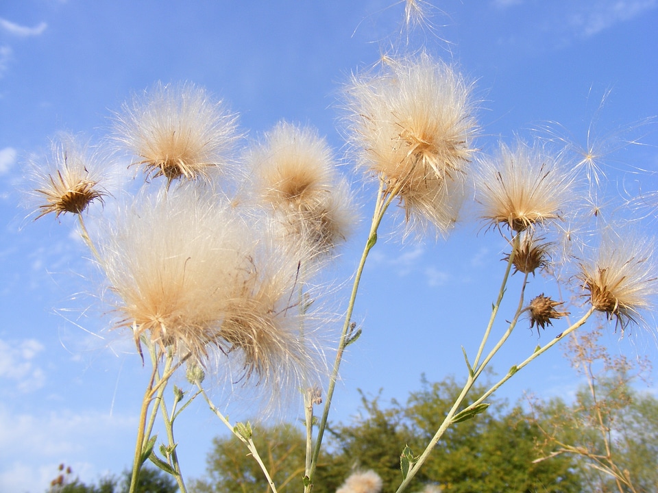Plant natural blossom