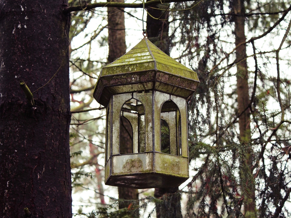 Forest nest nesting place
