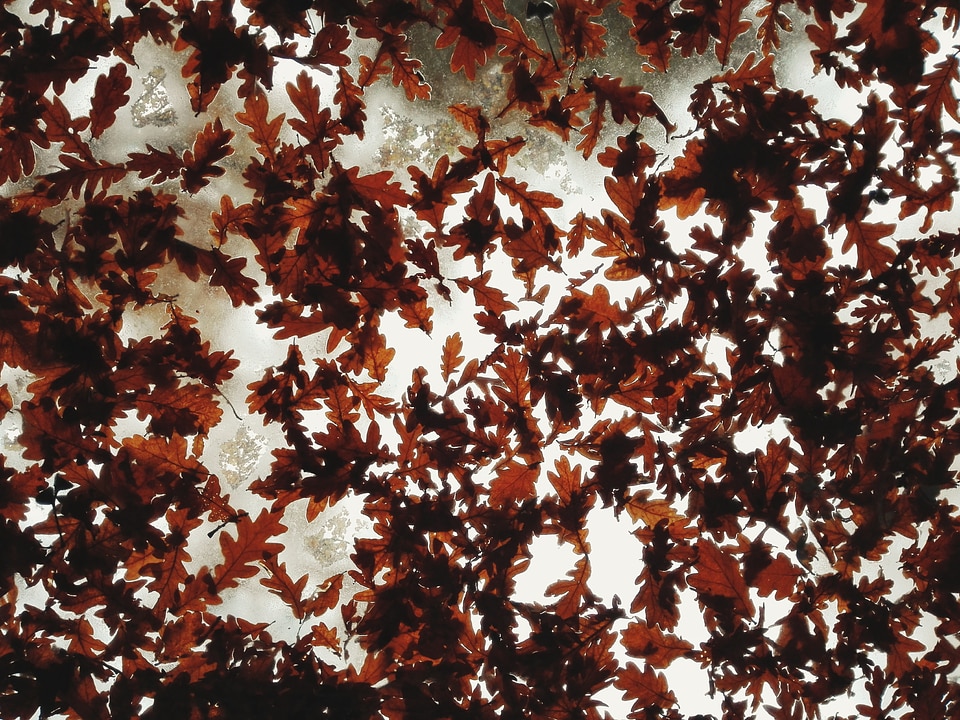 Fallen
