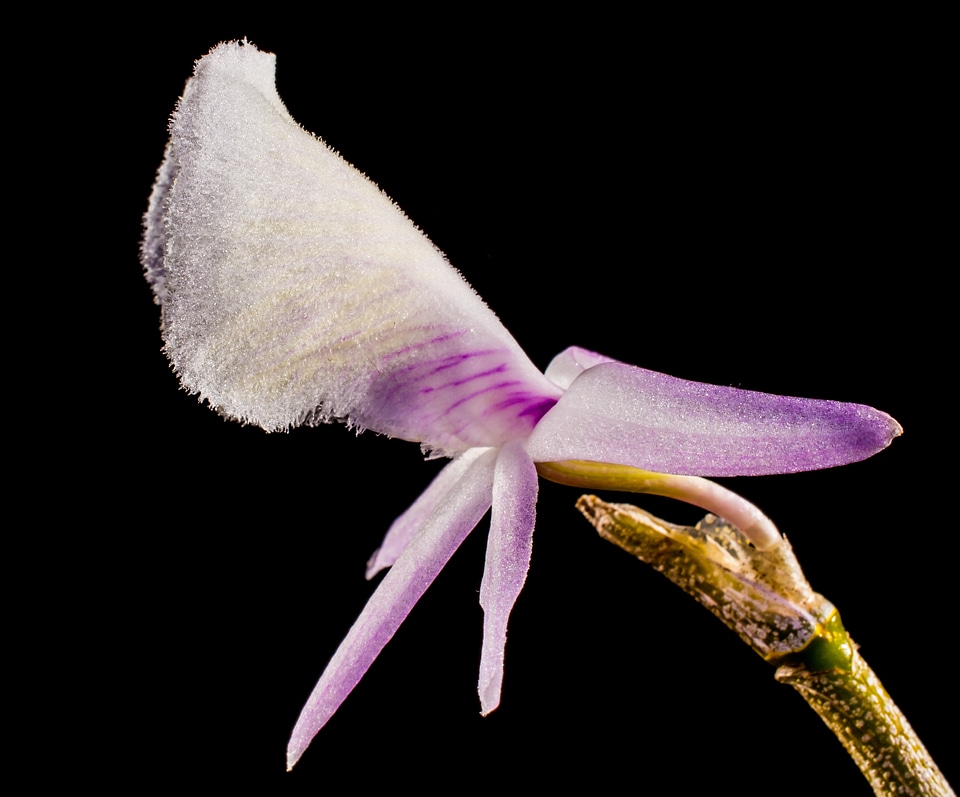 Blossom bloom flower