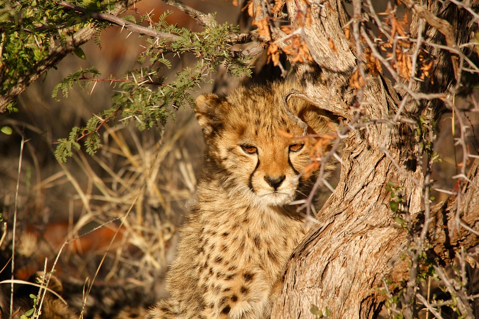 Leopard photo