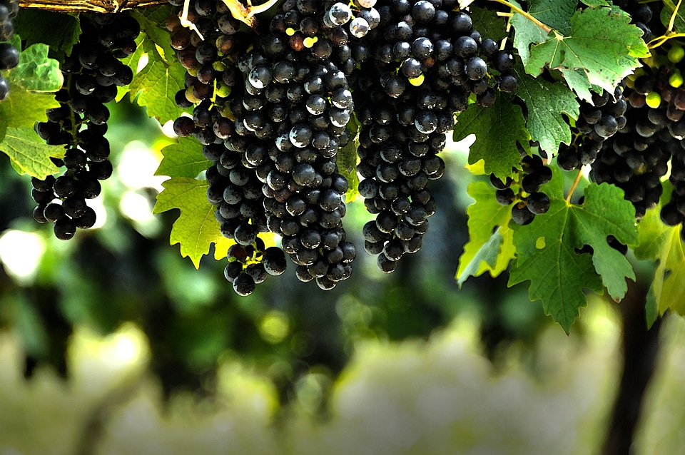 Grapes