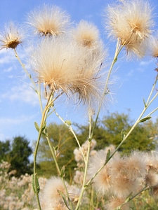 Floral plant natural
