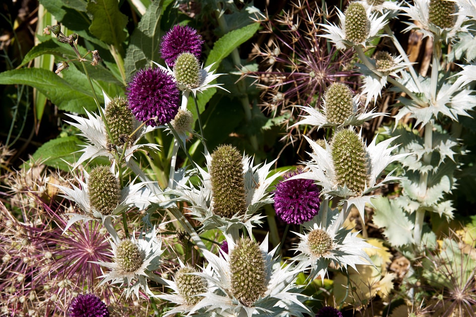 Plant dry garden allium