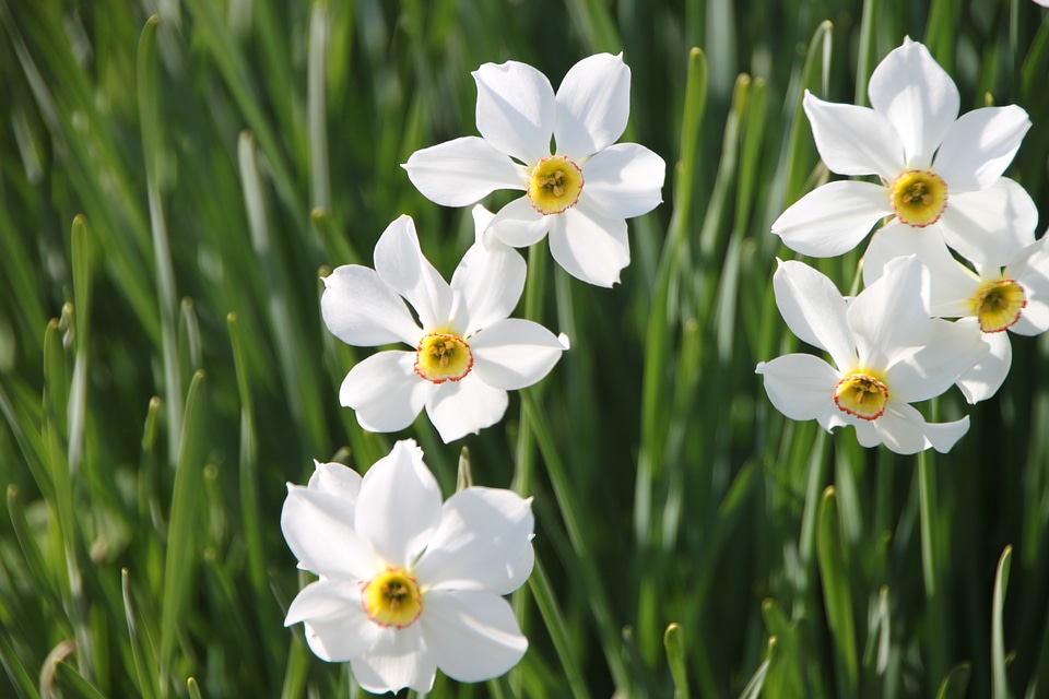 Geranium jonquils narcissus