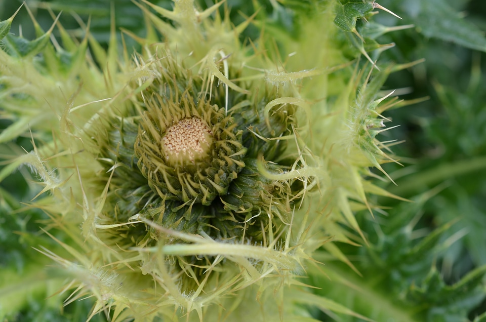 Sting plant green