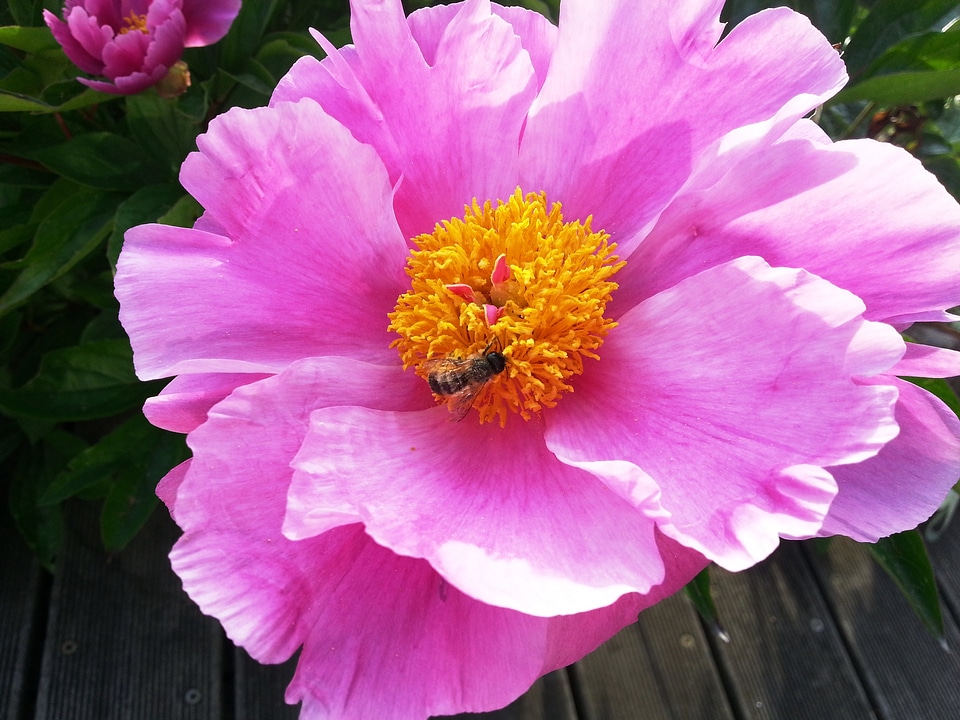 Pink yellow blossom