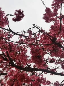 Flower tree