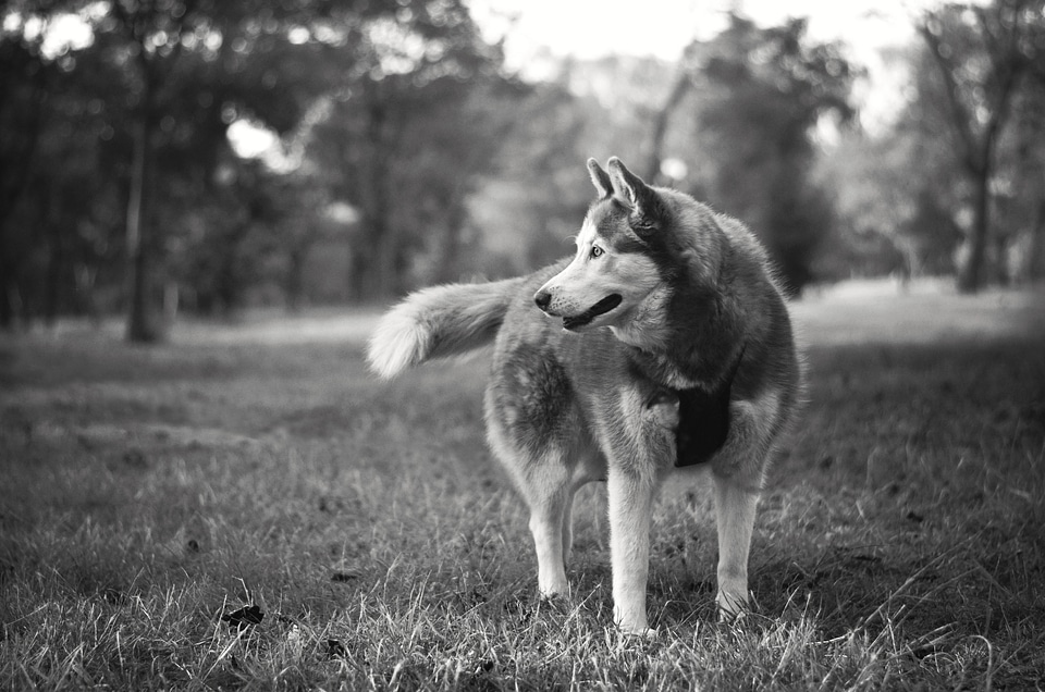 Animal portrait photo