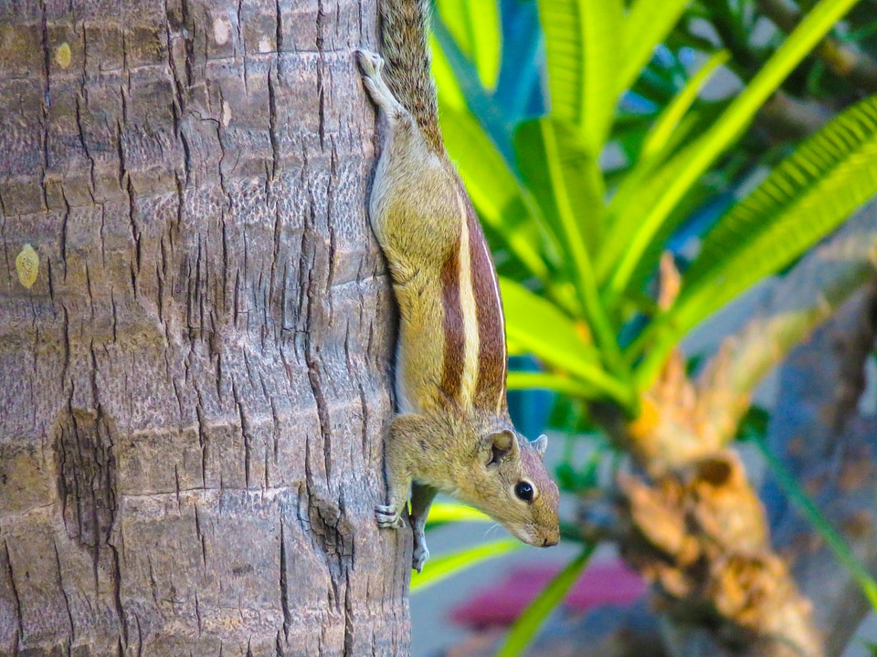 Squirrel encounter