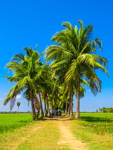 Lined trees photo