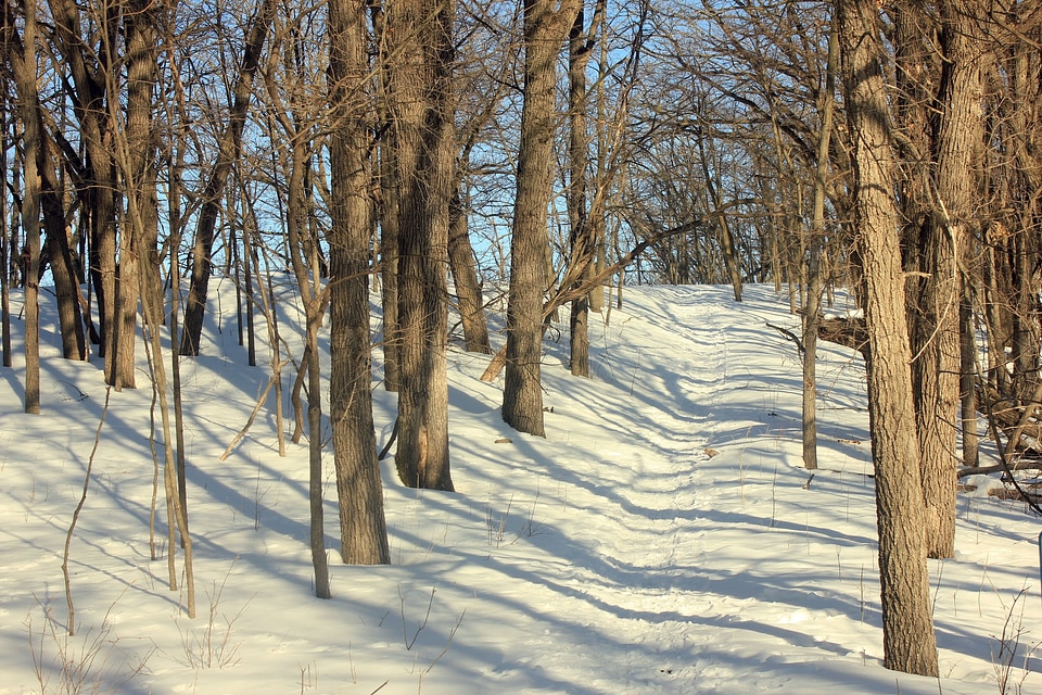Hiking trail forest