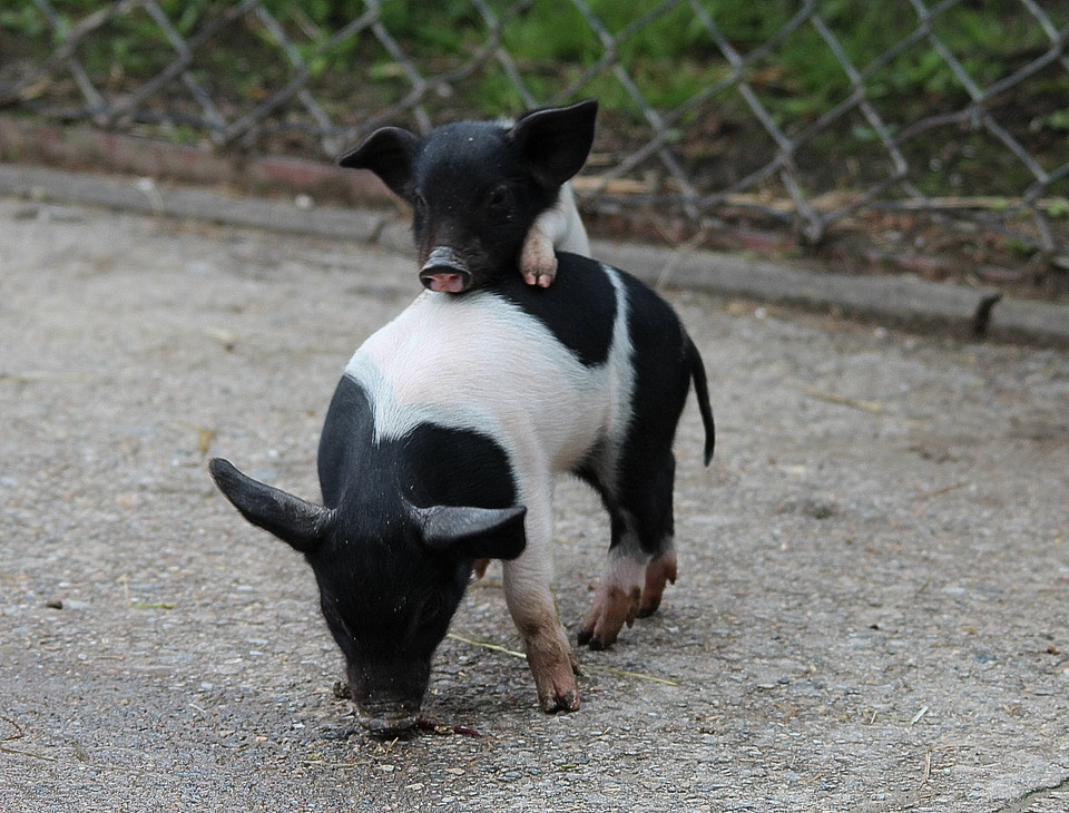 Happy pig animal cute