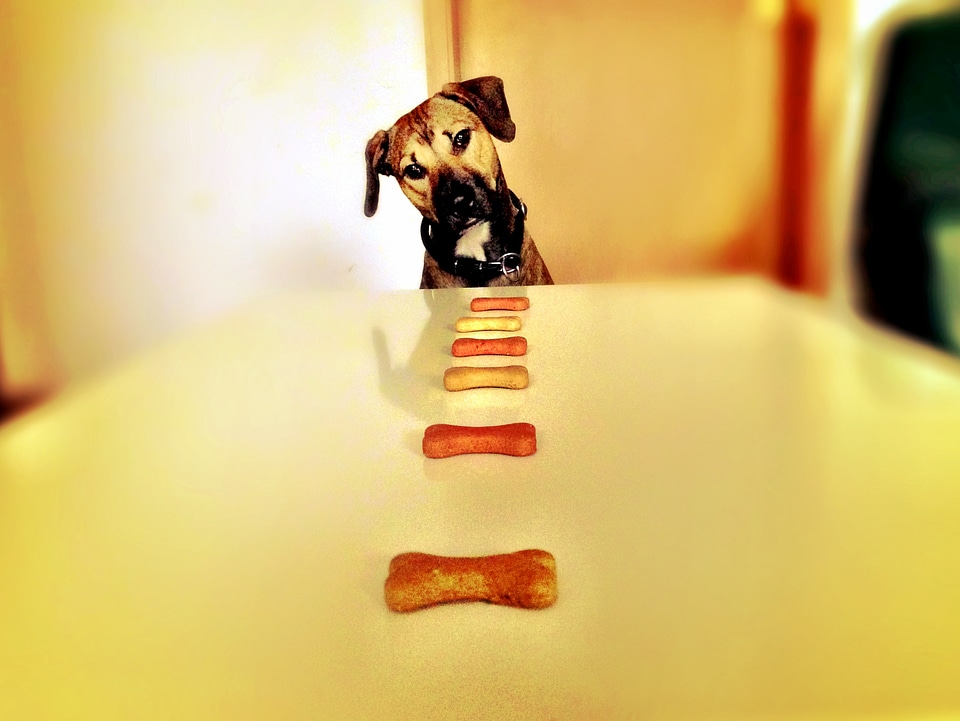 Eat treat concentration