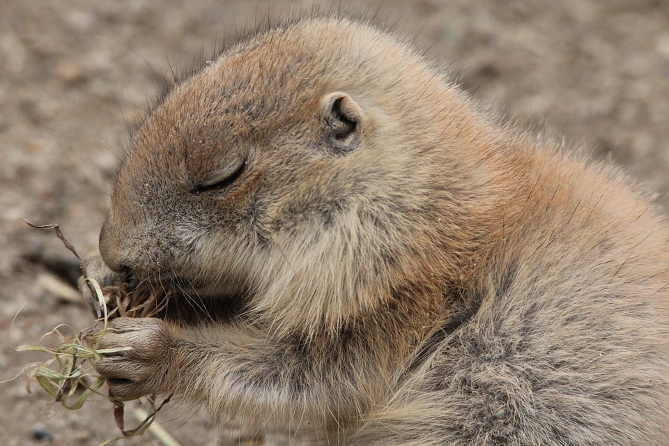 Gophers rodent rodents