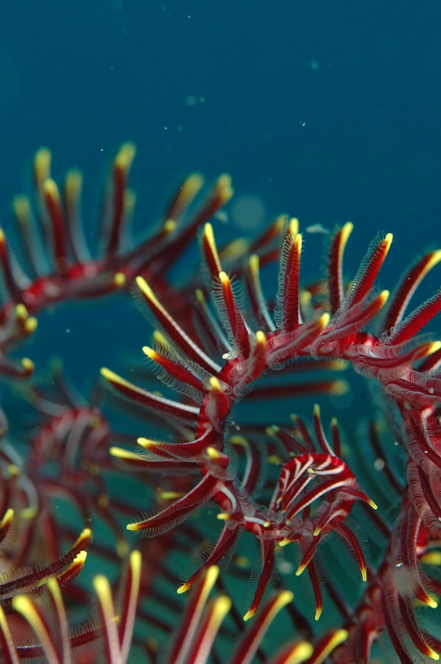 Underwater life sea diving