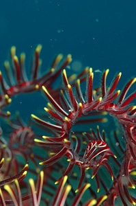 Underwater life sea diving