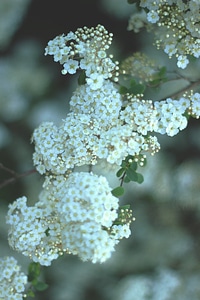 White flowers photo