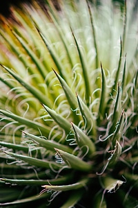 Aloe vera photo