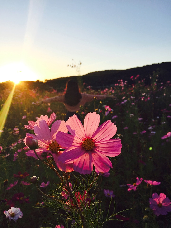 Garden of flowers