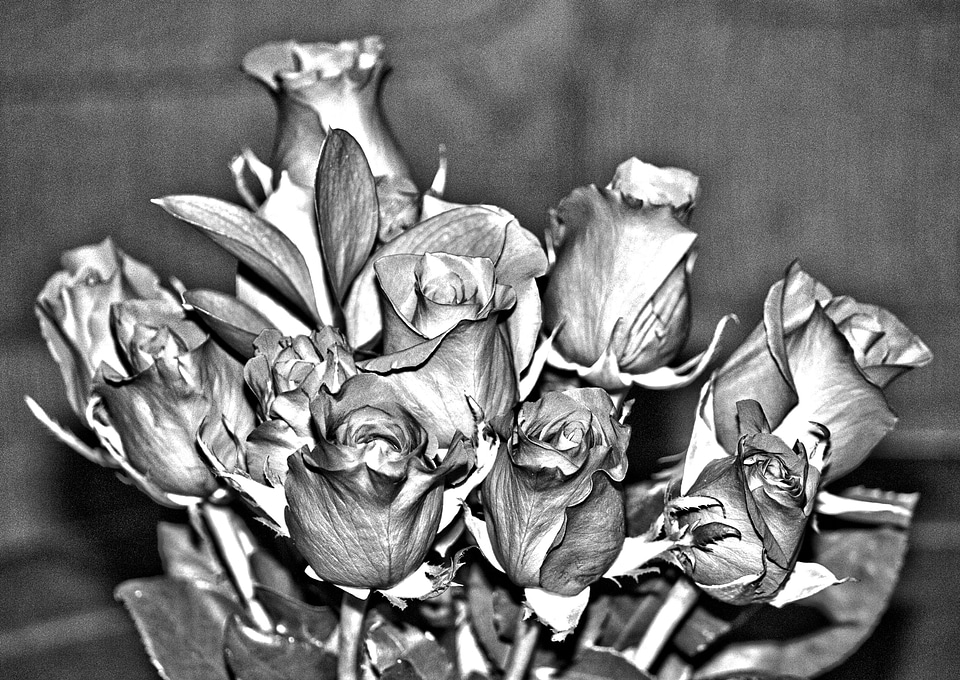 Floral plants natural