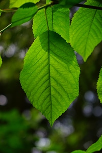 Leaves green color
