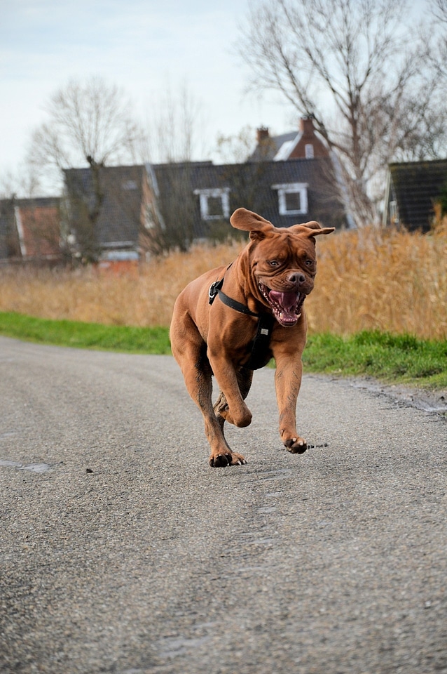 Canine dog doggy