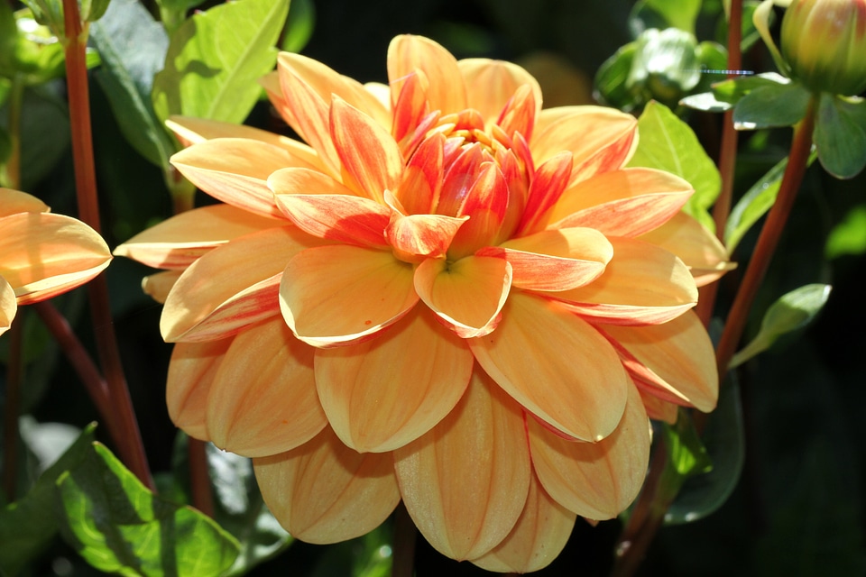 Ornamental flower flower dahlia garden