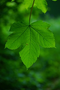 Leaf ribs acer pseudoplatanus deciduous tree