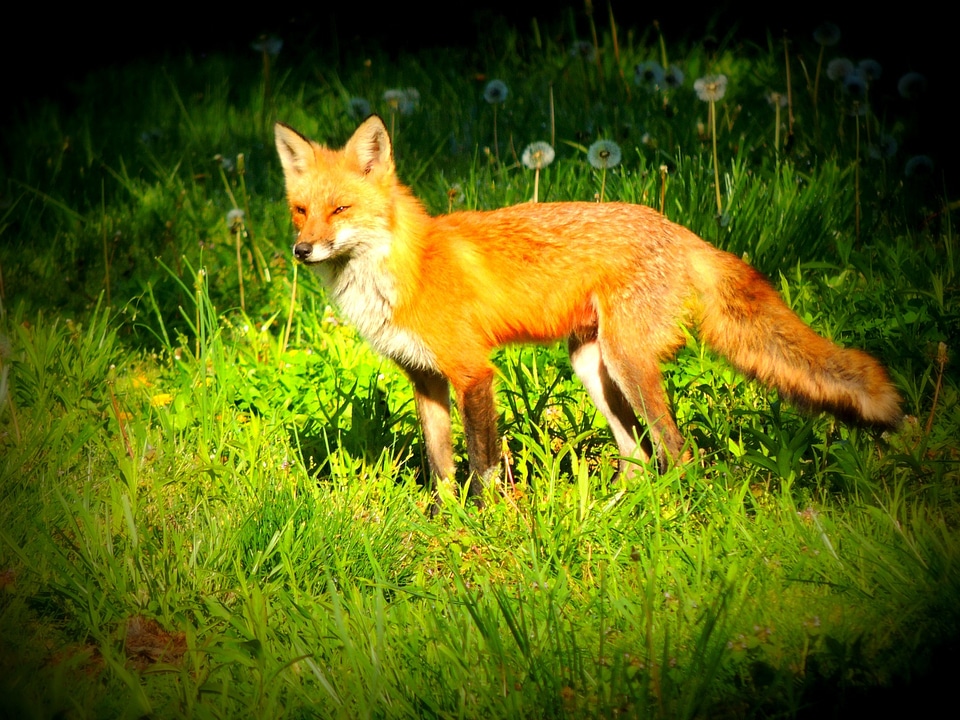 Redfox nature mammal