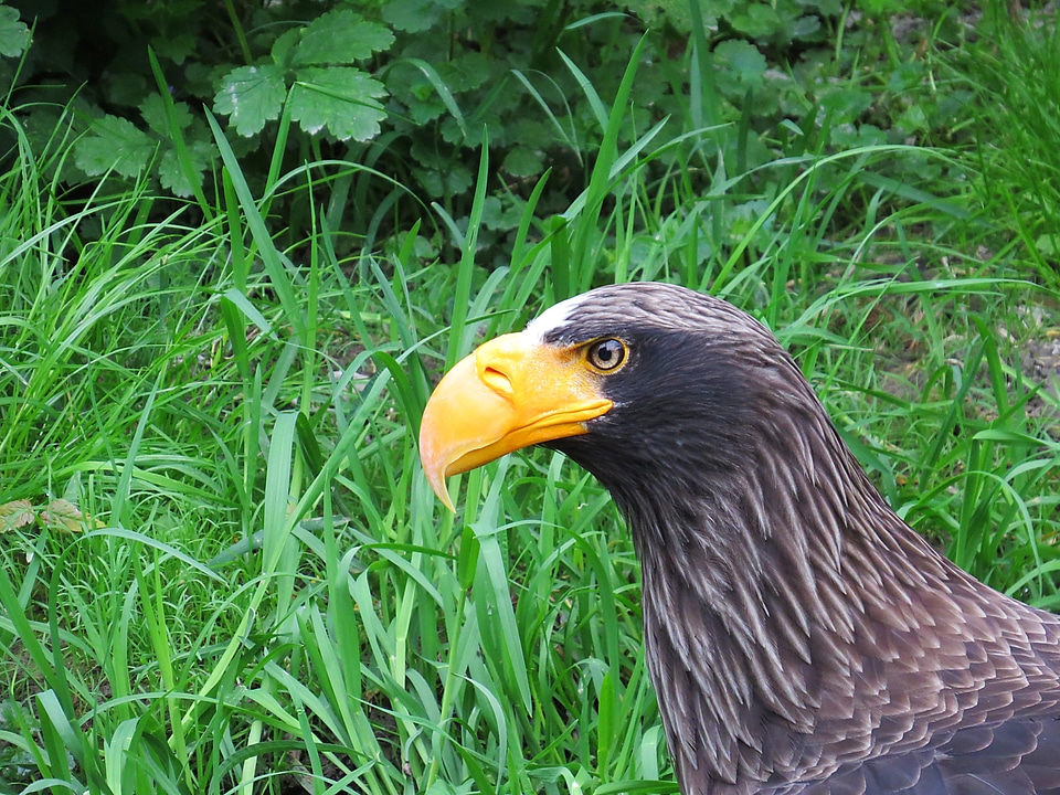 Bird of prey raptor bill