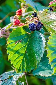 Berry fruit fruit thorn bush photo